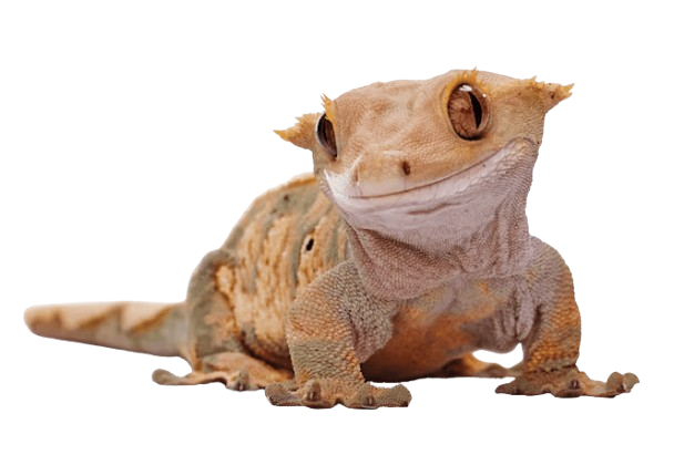 crested gecko